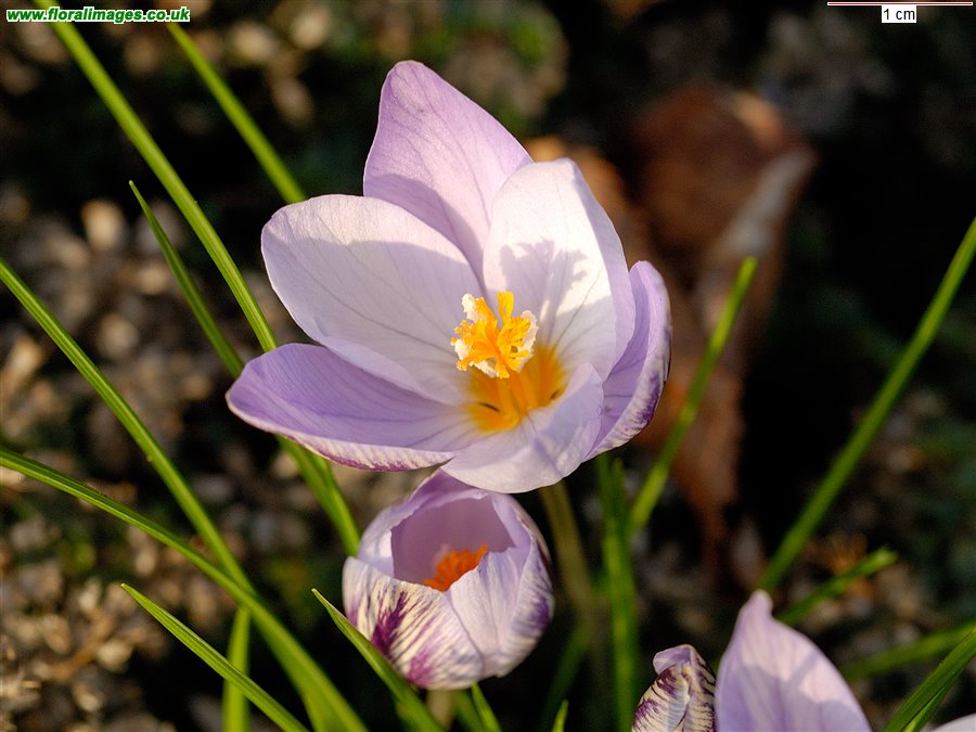 Crocus laevigatus