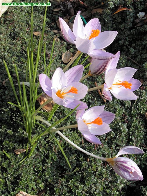 Crocus laevigatus