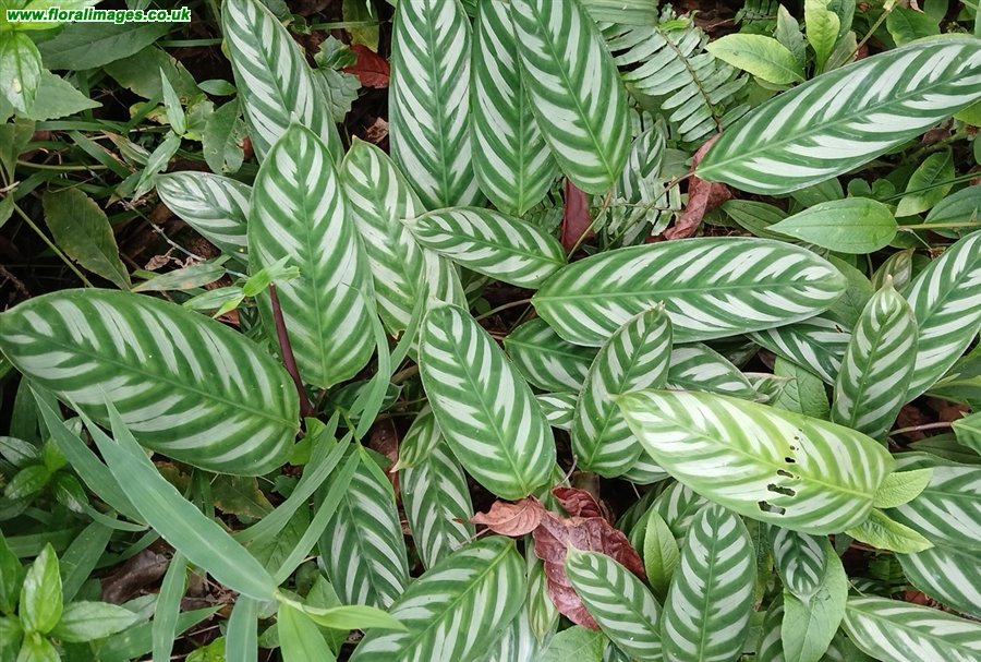 Ctenanthe setosa