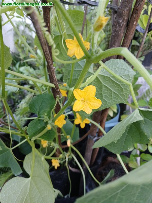 Cucumis sativus