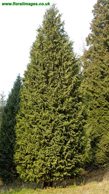 Cupressus nootkatensis