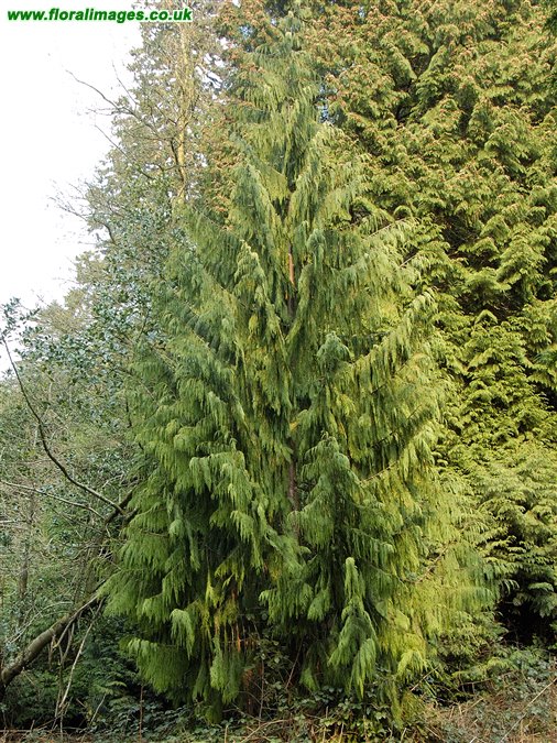 Cupressus nootkatensis