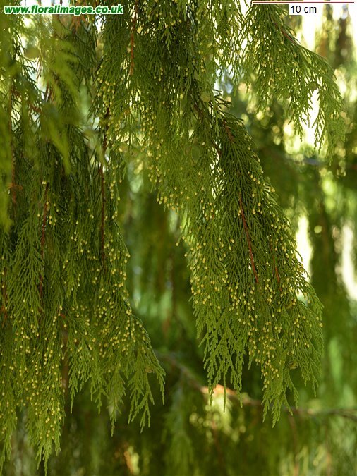 Cupressus nootkatensis
