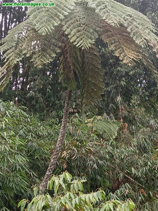 Cyathea arborea