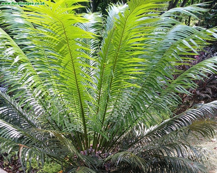 Cycas circinalis