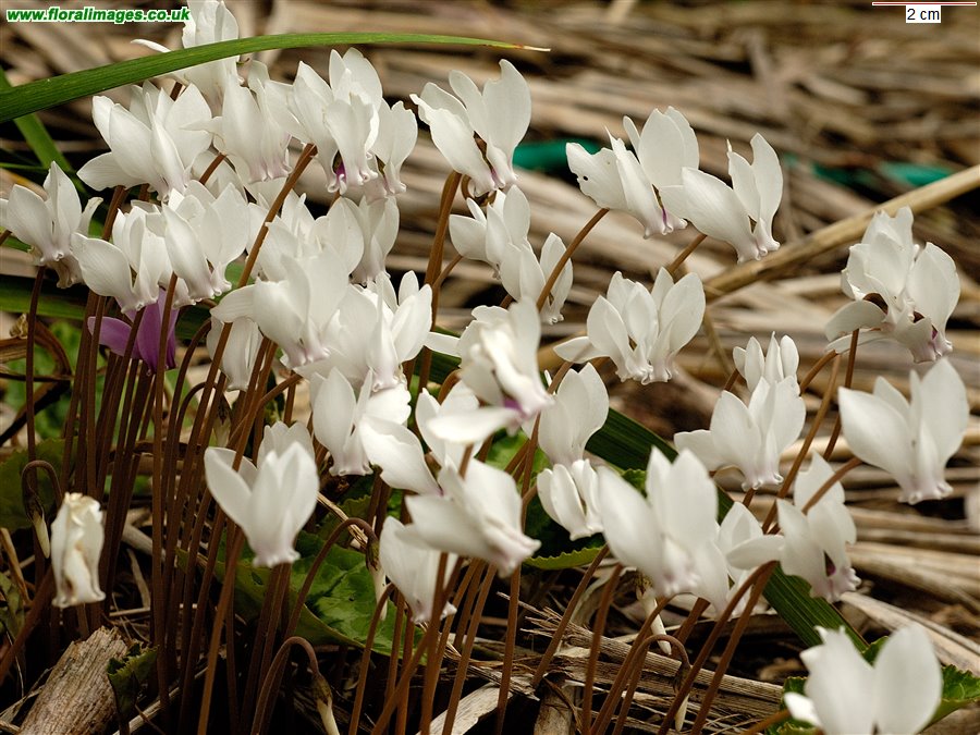 Cyclamen hederifolium
