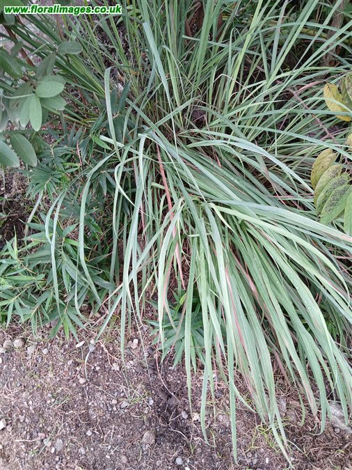 Cymbopogon citratus
