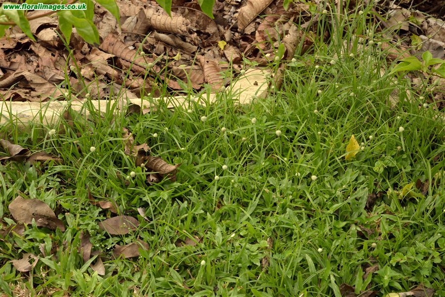 Cyperus mindorensis