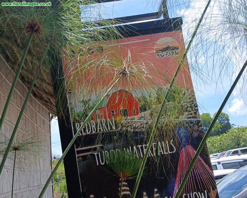 Cyperus papyrus
