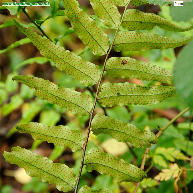 Cyrtomium fortunei