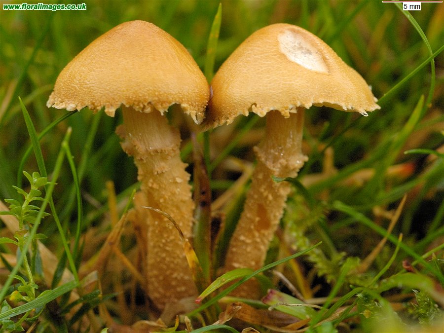 Cystoderma amianthinum