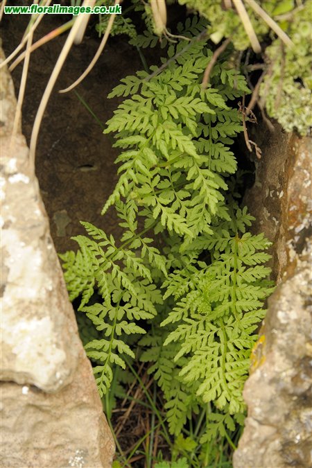 Cystopteris fragilis