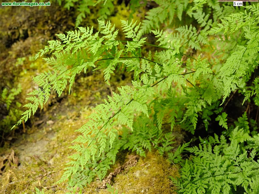 Cystopteris fragilis