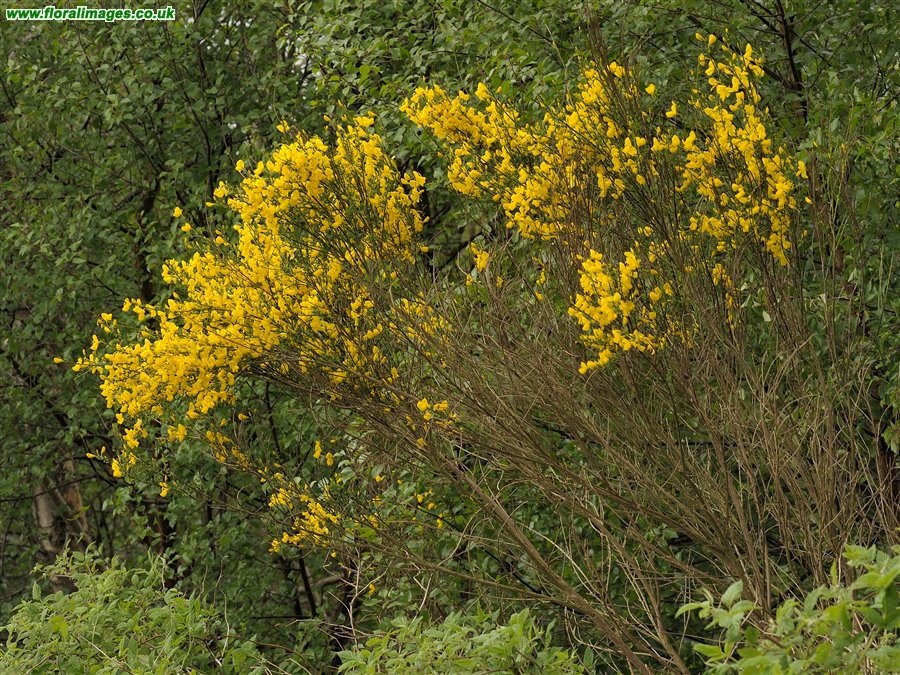 Cytisus scoparius