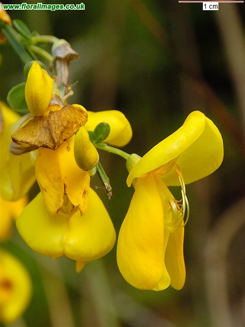 Cytisus scoparius