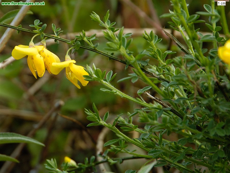 Cytisus scoparius