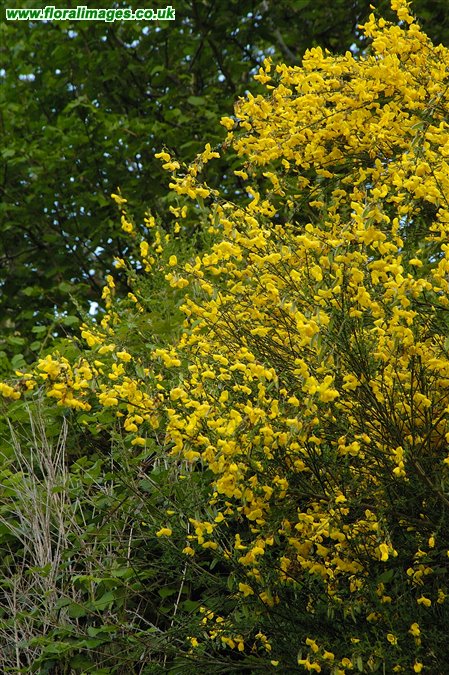 Cytisus scoparius