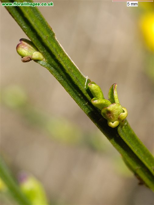 Cytisus scoparius