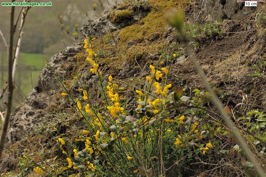 Cytisus scoparius
