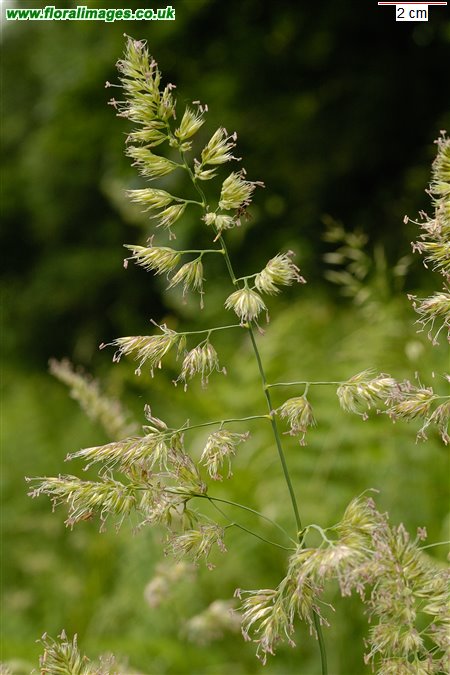Dactylis glomerata