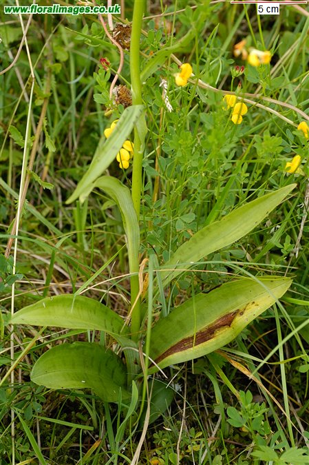 Dactylorhiza fuchsii