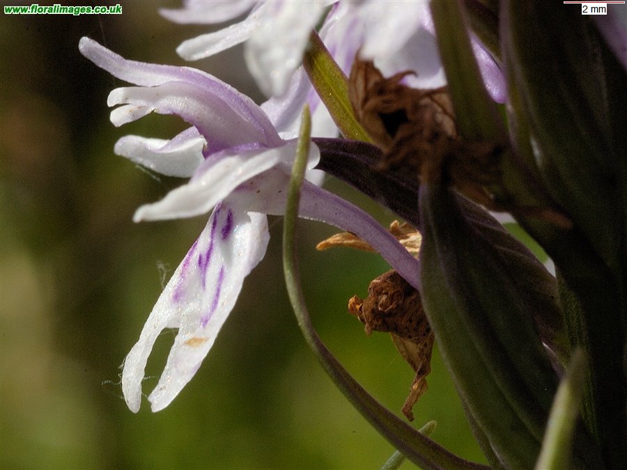 Dactylorhiza fuchsii