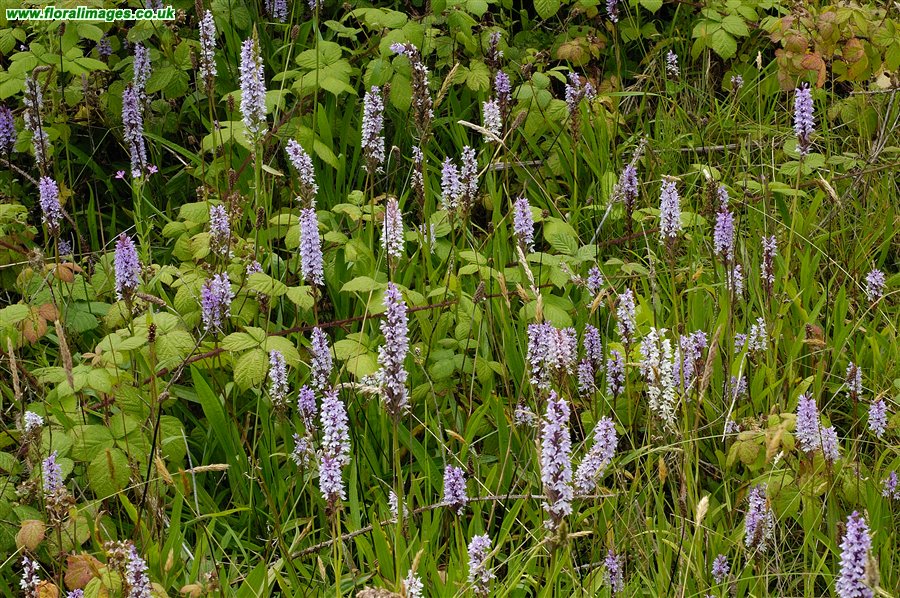 Dactylorhiza fuchsii