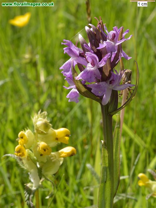 Dactylorhiza incarnata