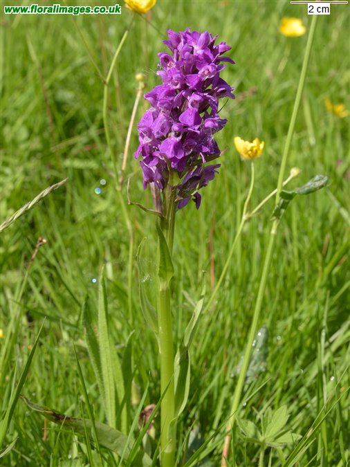 Dactylorhiza incarnata