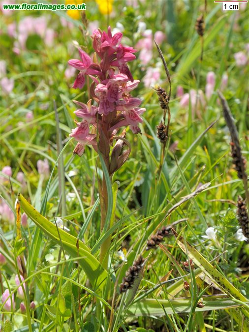 Dactylorhiza incarnata
