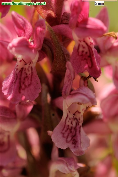 Dactylorhiza incarnata