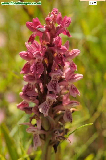 Dactylorhiza incarnata