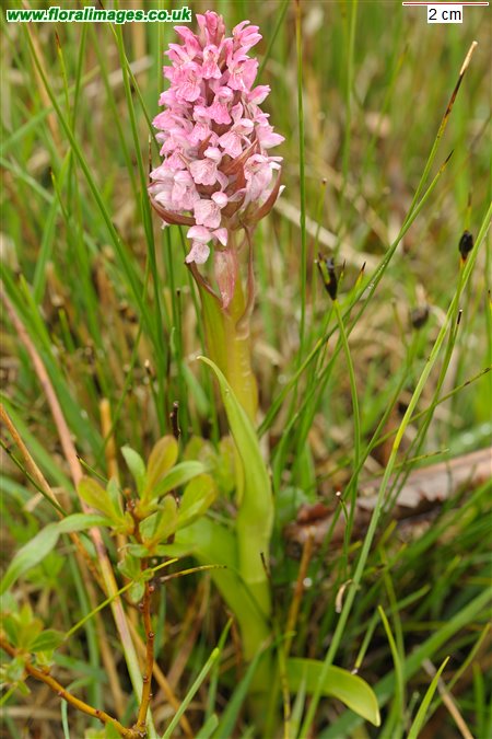 Dactylorhiza incarnata
