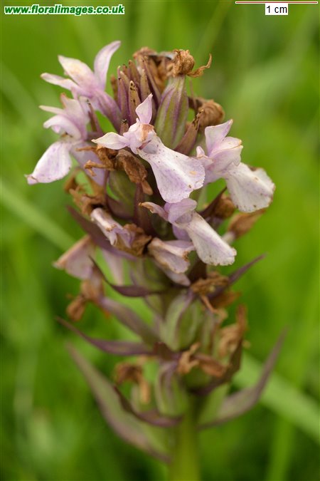 Dactylorhiza incarnata