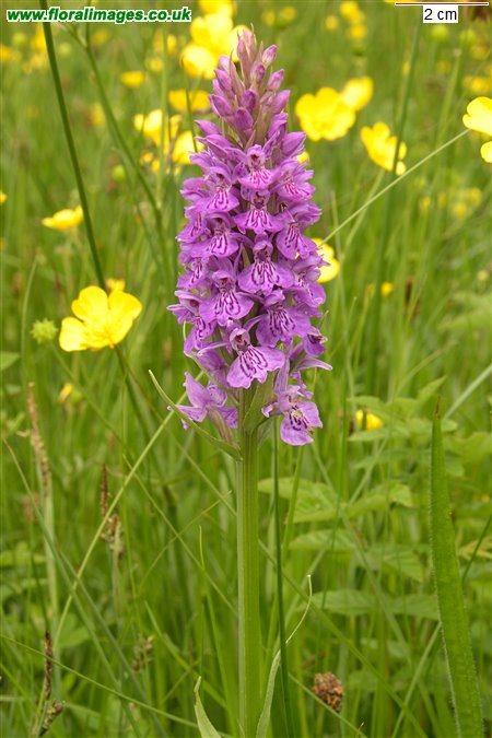 Dactylorhiza maculata
