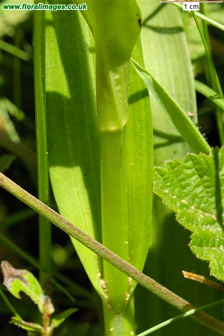 Dactylorhiza praetermissa