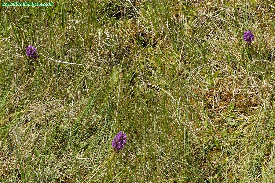 Dactylorhiza purpurella