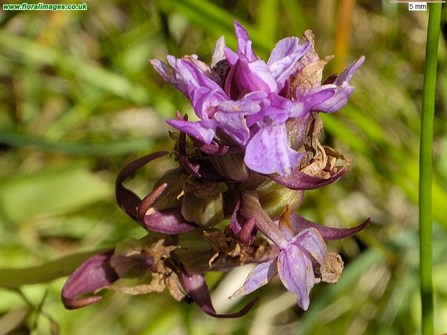 Dactylorhiza traunsteinerioides