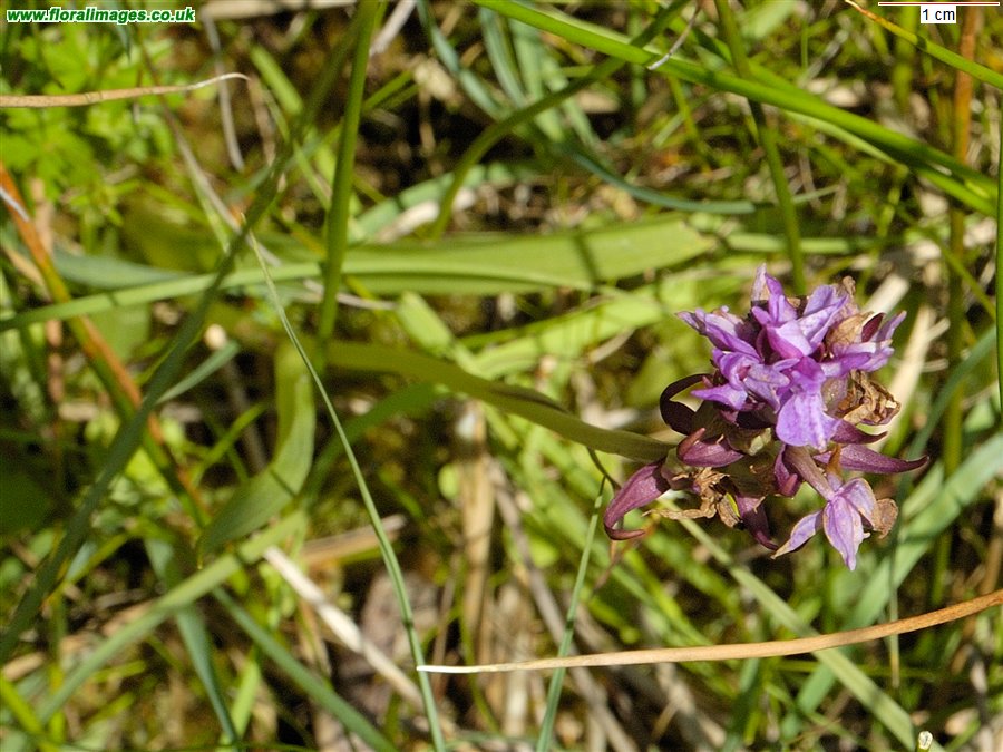 Dactylorhiza traunsteinerioides