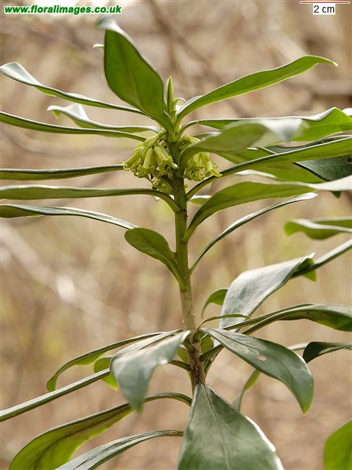 Daphne laureola