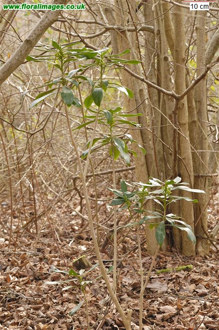 Daphne laureola