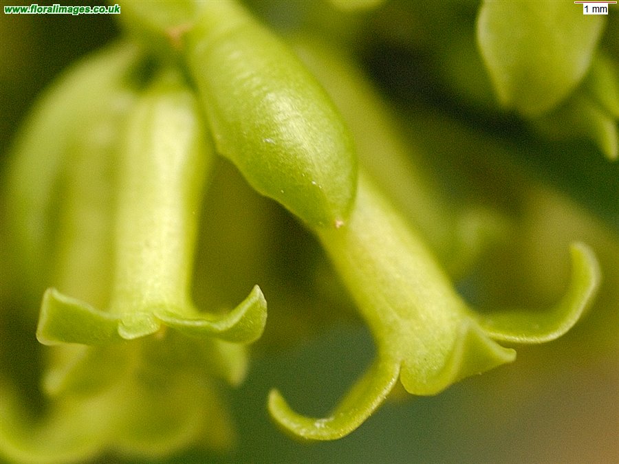 Daphne laureola