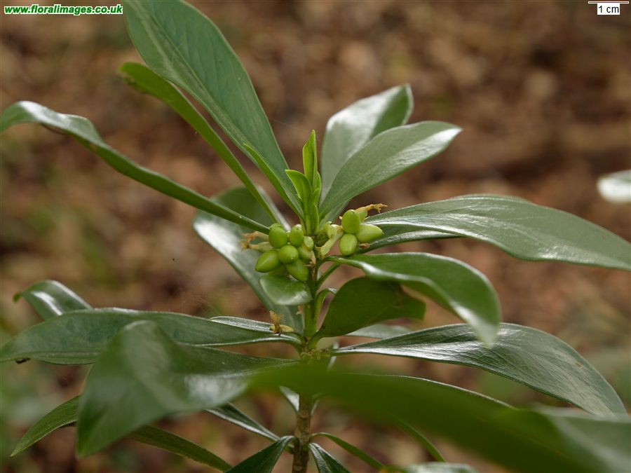 Daphne laureola