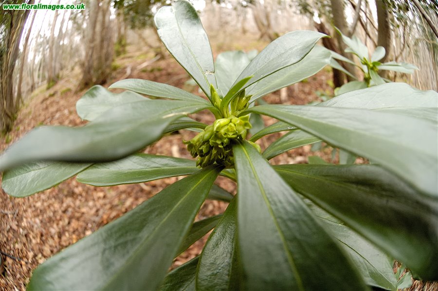 Daphne laureola