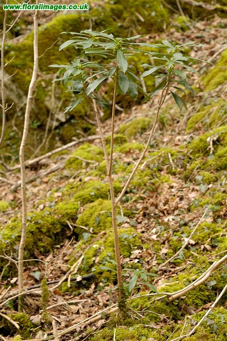 Daphne laureola