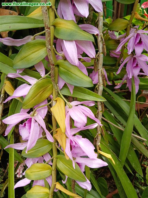 Dendrobium anosmum