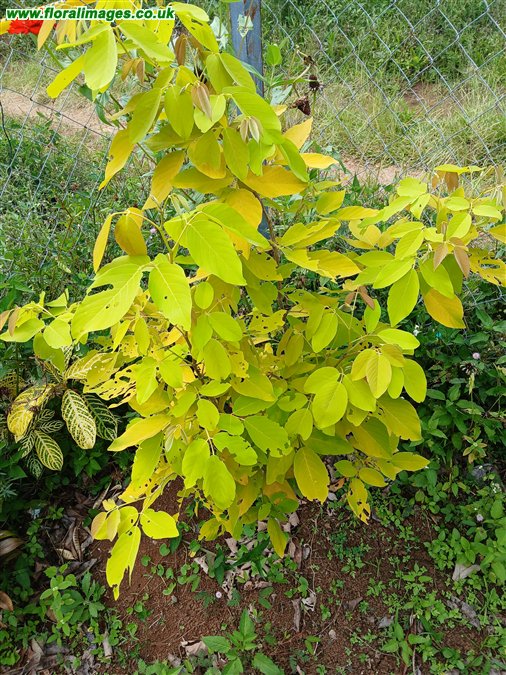 Denrolobium umbellatum