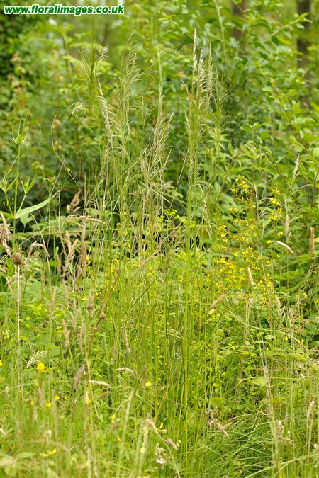 Deschampsia cespitosa