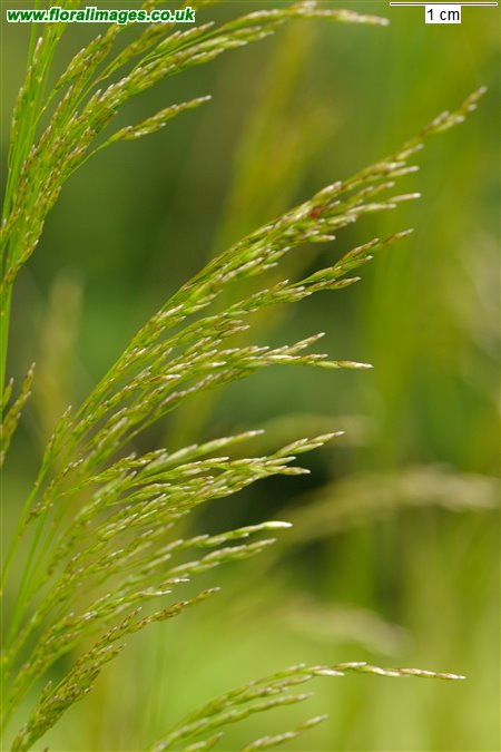 Deschampsia cespitosa