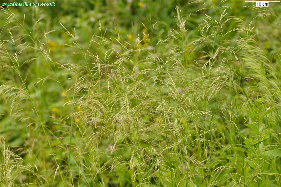 Deschampsia cespitosa